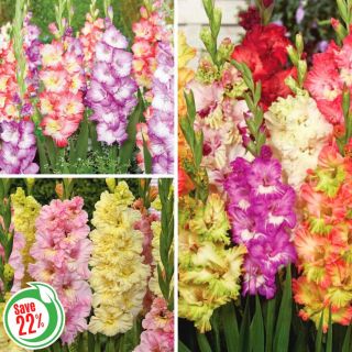 Parrot Gladiolus Collection Thumbnail
